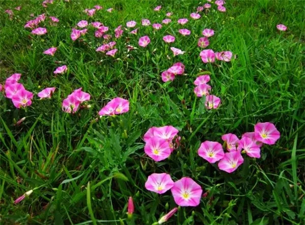 花花草草