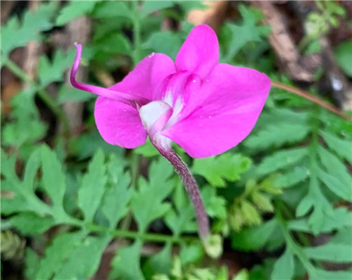 山花爛漫